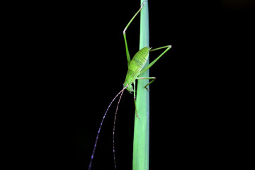 Katydid nymphs in the wild, North China