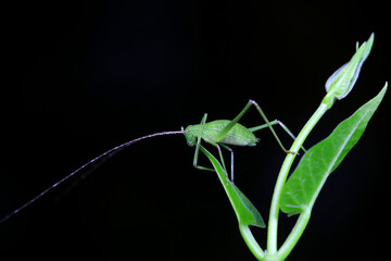 Katydid nymphs in the wild, North China