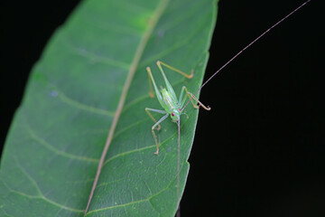 Katydid nymphs in the wild, North China