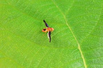 Flies on wild plants, North China