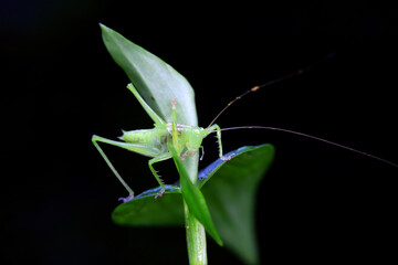 Katydid nymphs in the wild, North China