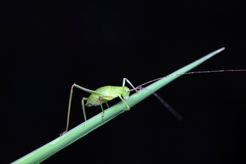 Katydid nymphs in the wild, North China