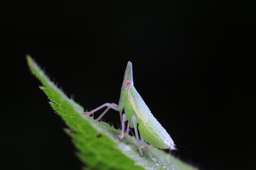 Hemiptera wax Cicadellidae insects on wild plants, North China