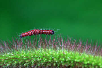 Lepidoptera larvae in the wild, North China