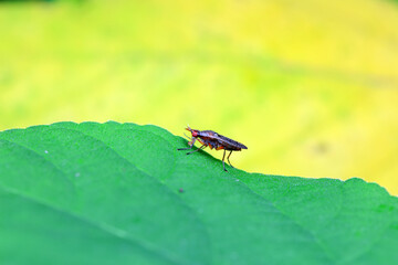 Flies on wild plants, North China