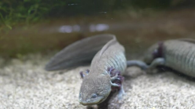Axolotl Mexican Walking Fish Ambystoma Mexicanum on Sandy Bottom of Aquarium