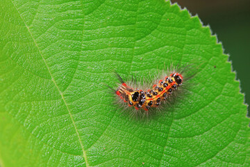 Lepidoptera larvae in the wild, North China