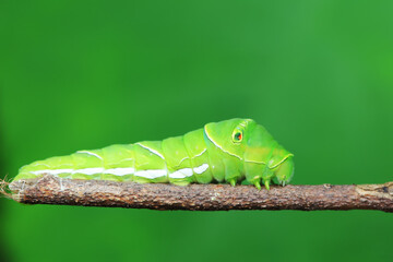 Lepidoptera larvae in the wild, North China