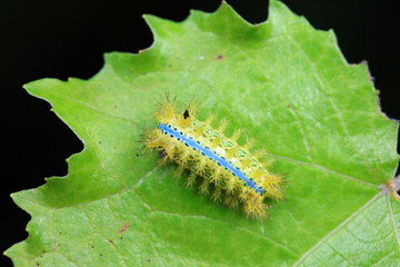 Lepidoptera larvae in the wild, North China