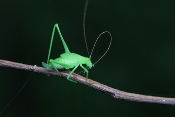 Katydid nymphs in the wild, North China