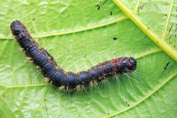 Lepidoptera larvae in the wild, North China