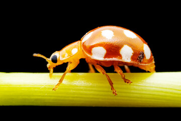 Ladybugs on wild plants, North China