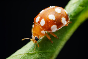 Ladybugs on wild plants, North China