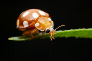 Ladybugs on wild plants, North China