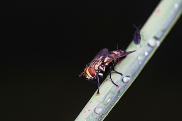 Flies on wild plants, North China