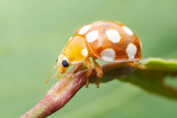 Ladybugs on wild plants, North China