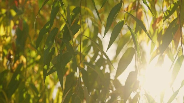 Closeup view of beautiful colorful green, yellow and orange leaves of willow tree isolated on clear sunny sunset sky background. 4k slow motion stock video footage of branches of autumn trees