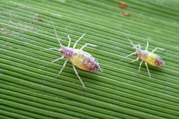 Aphids in the wild, North China