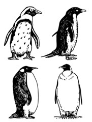 Naklejka premium Graphical vector collection of penguins on white isolated , birds of Antarctica and the south coast of Africa