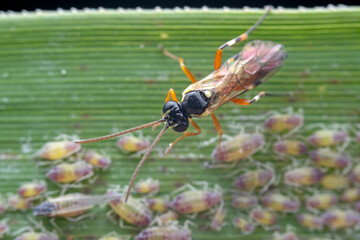Bee insects in the wild, North China