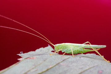 Tree cricket on wild plants, North China