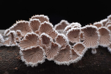 Cleft wrinkle fungus, a wild fungus, North China