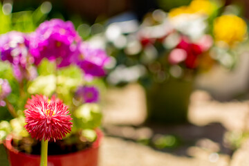pink and white flowers