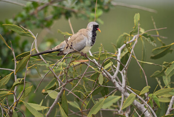 Namaqua Dove - Oena capensis, beatiful small dove from African savannas and bushes, Tsavo East, Kenya.