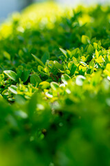 green leaves background