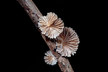 Cleft wrinkle fungus, a wild fungus, North China