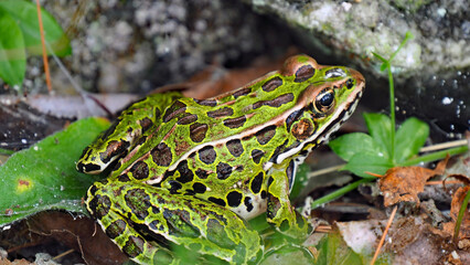 Close-up of a northern leopard frog sitting in the grass.