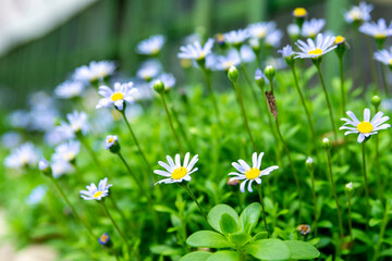 daisies in the meadow