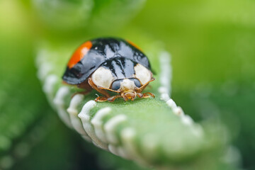 Ladybugs on wild plants, North China