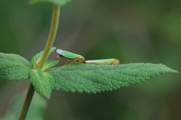 Leaf cicada on wild plants, North China