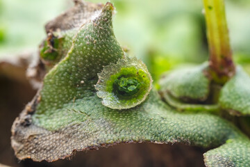 Cell bud cup of bryophyte liverwort