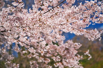 快晴の空と満開の桜