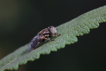 Aphid eating flies inhabit wild plants in North China