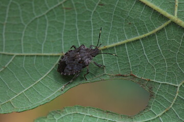 Stink bug on plants, North China