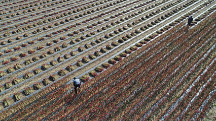 Farmers are harvesting red pepper and taking aerial photos