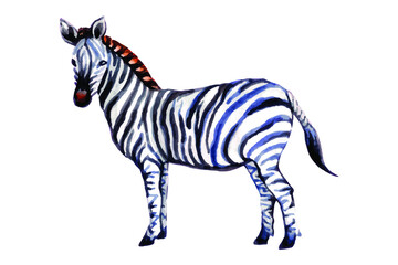 Fototapeta na wymiar zebra isolated on white watercolor 