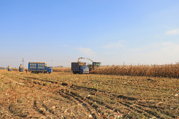 Fototapeta premium farmers harvest corn straw on a farm in North China