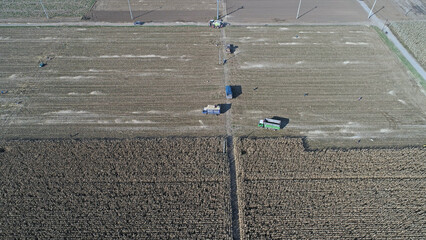 Vehicles transporting corn straw are in the fields, North China