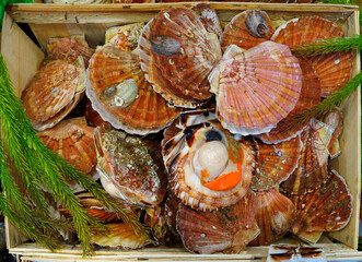 Fresh scallops with orange coral roe in the shell at a seafood market in France