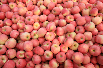 Piles of apples are in an orchard, North China