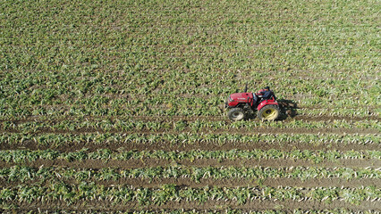 farmers use agricultural machinery to harvest white radishes in fields, North China