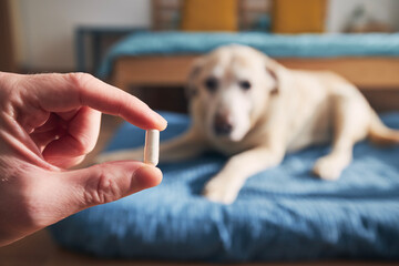 Man is holding in hand pill for ill dog. Pet owner giving medicine to his old labrador retriever. .