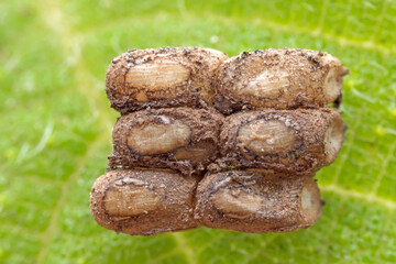 The eggs of the spotted wax cicada are arranged on the leaves, North China