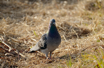 鳩