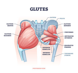 Glutes as gluteal body muscles for human buttocks strength outline concept. Labeled educational anatomical scheme with physical skeletal and gluteus medius, maximus and minimus vector illustration. - obrazy, fototapety, plakaty