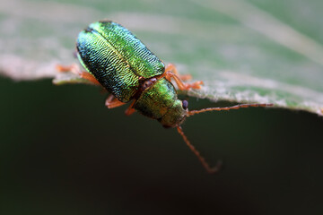 Leaf beetle on wild plants, North China